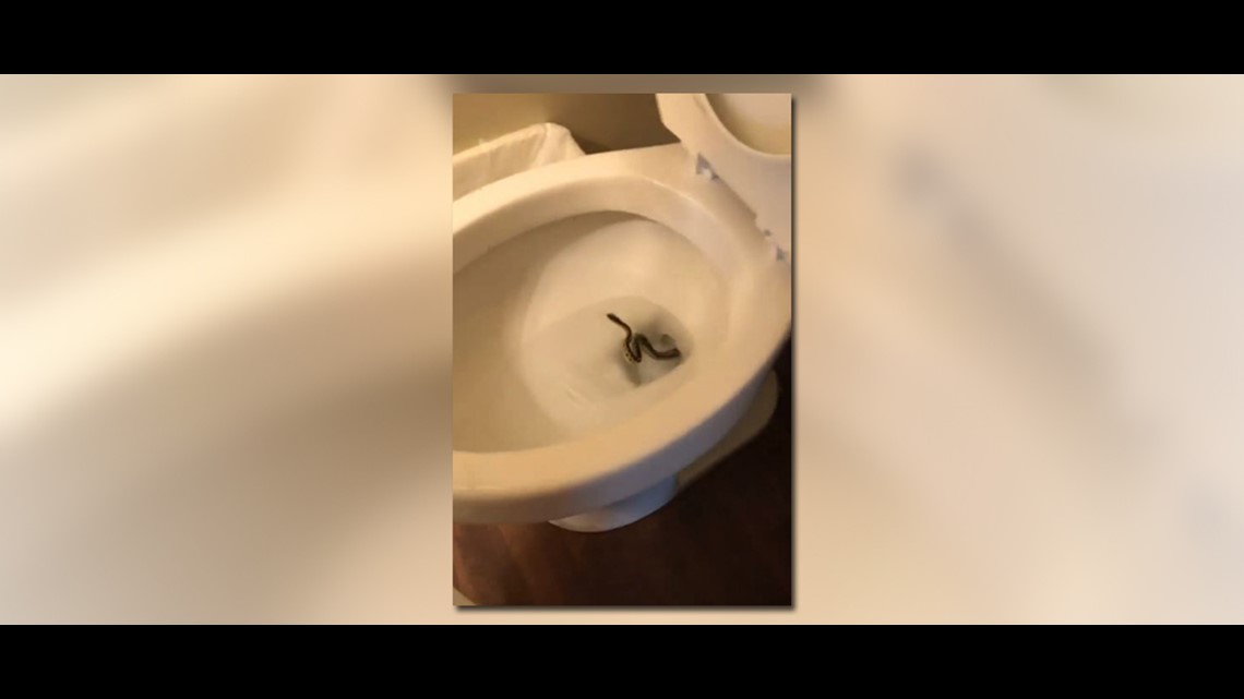 Woman Finds Snake In Toilet