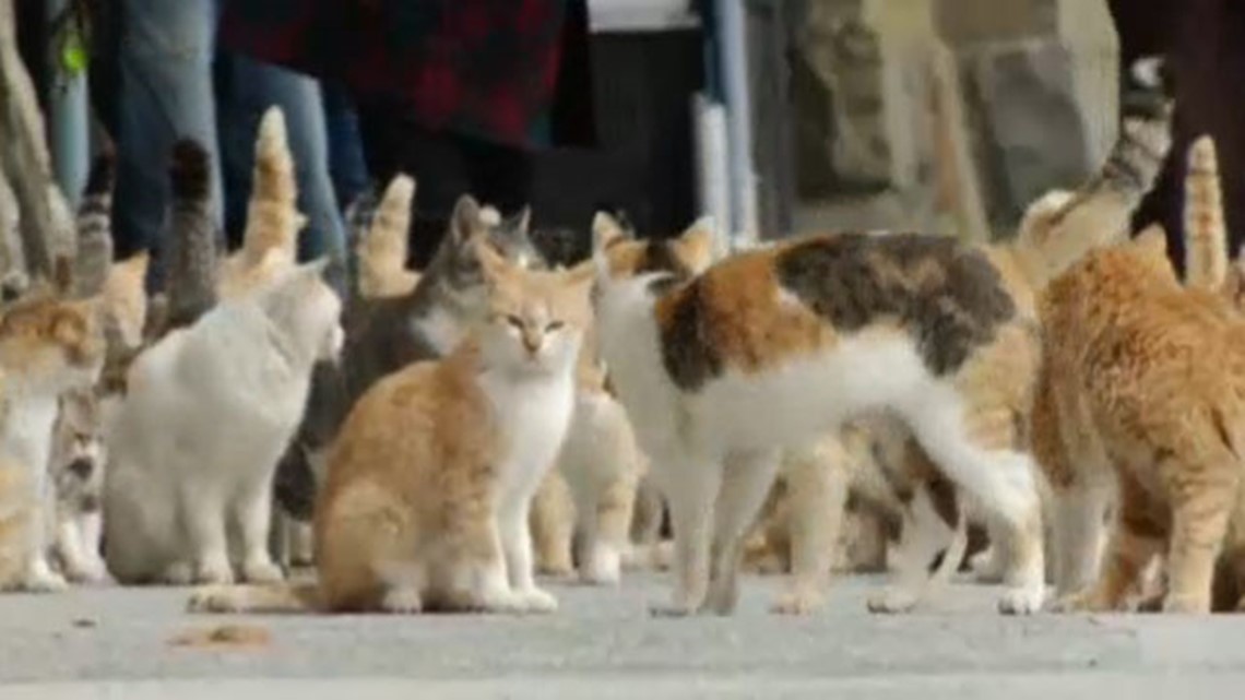 Japan: Aoshima island overrun by cats 