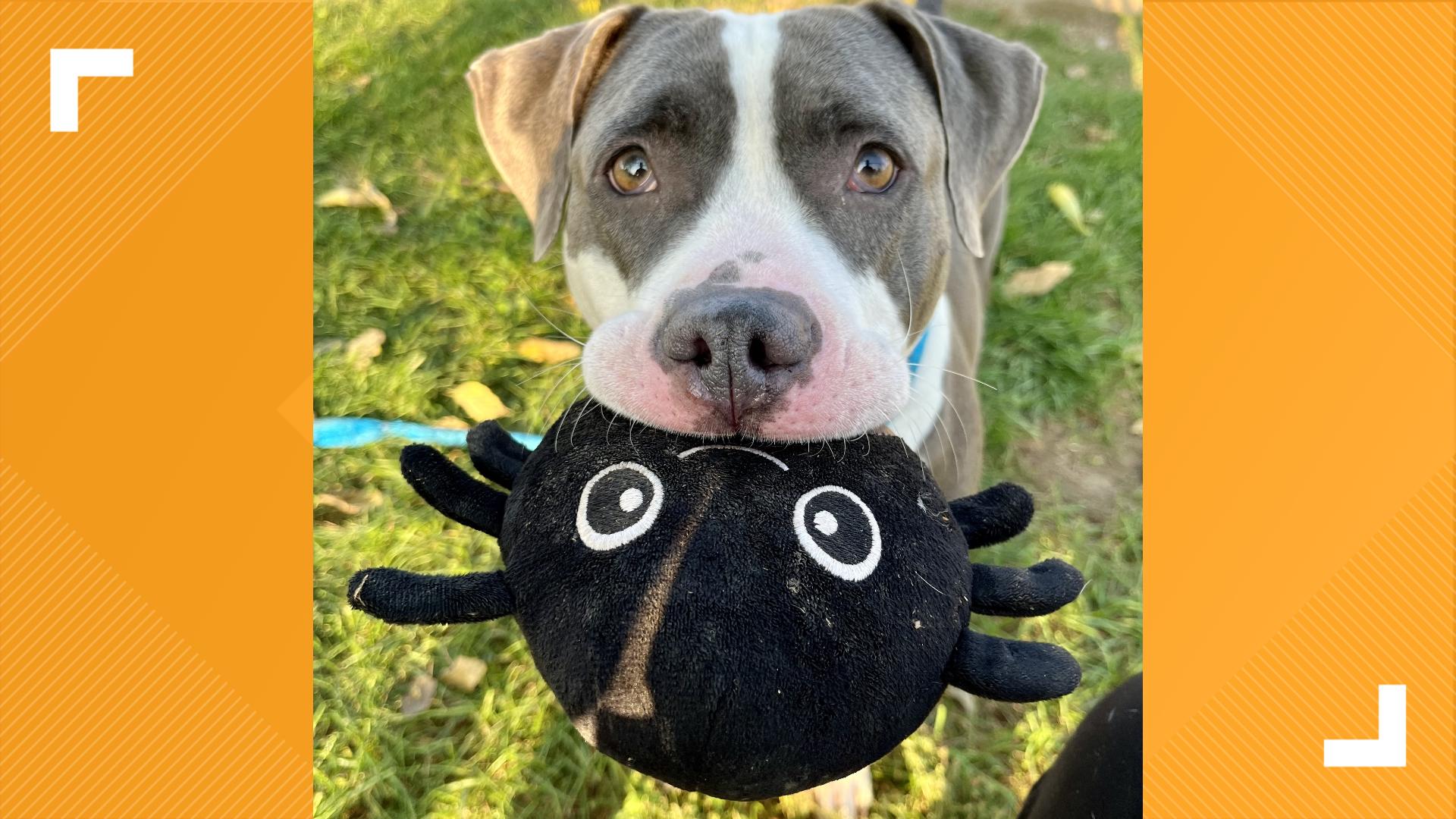 Indianapolis Animal Care Services is featuring three dogs and two cats looking for forever homes.