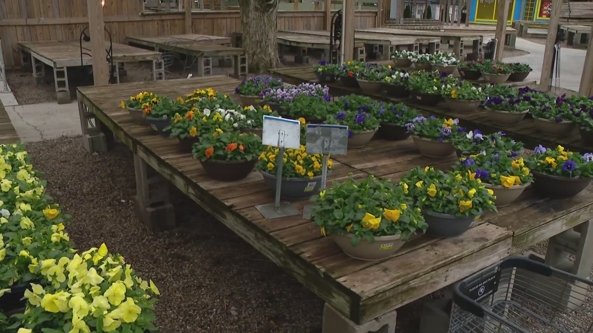 Pat Sullivan joined 13Sunrise to share his tips of planting flowers ahead of this spring.