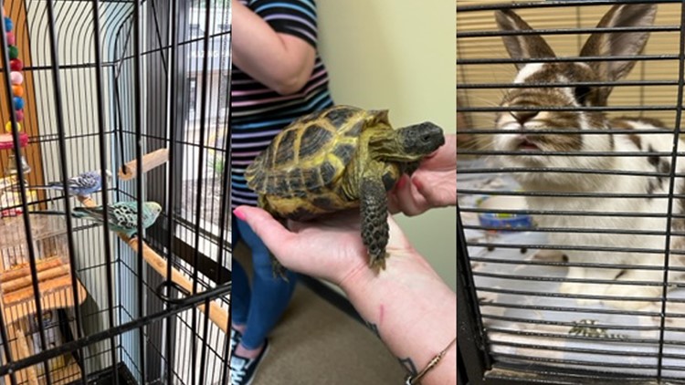 Carmel animal rescue helping to find homes for exotic pets