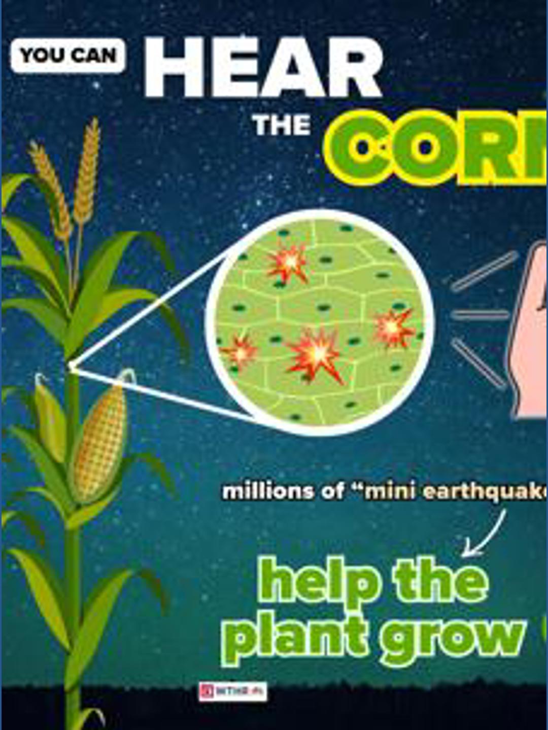 Indiana's 'corn sweat' raising humidity levels this summer | 13Weather ...