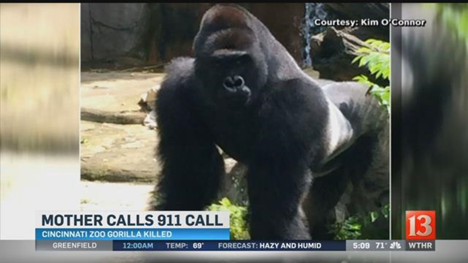 Zoo: Gorilla killed after boy fell in enclosure