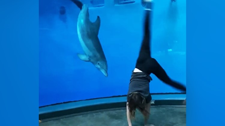 WATCH: A woman started cartwheeling, an Indianapolis Zoo dolphin joined in, and it's the cutest thing we've seen today