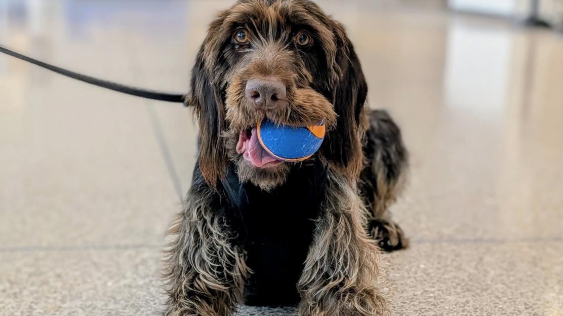 Indianapolis airport's Chica competing in TSA's Cutest Canine Contest