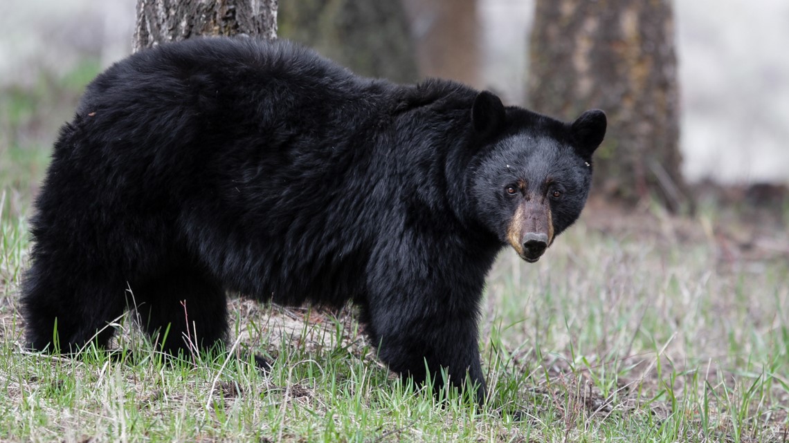 Reports of black bears seen in Southwest Michigan, DNR says