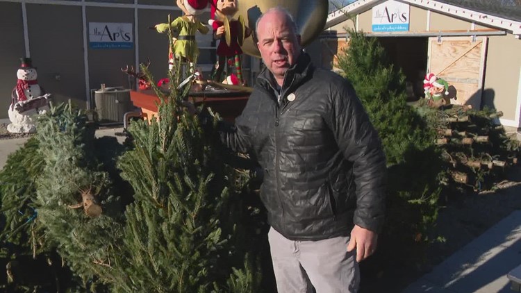 Pat Sullivan: Selecting and maintaining a live Christmas tree