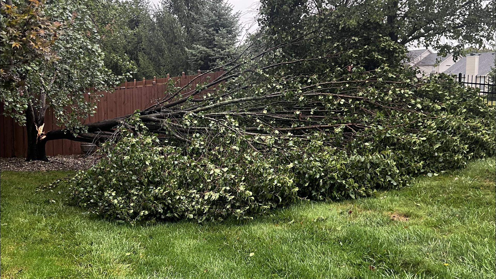 Part of a large tree fell in Carmel amid sustained strong winds Friday.