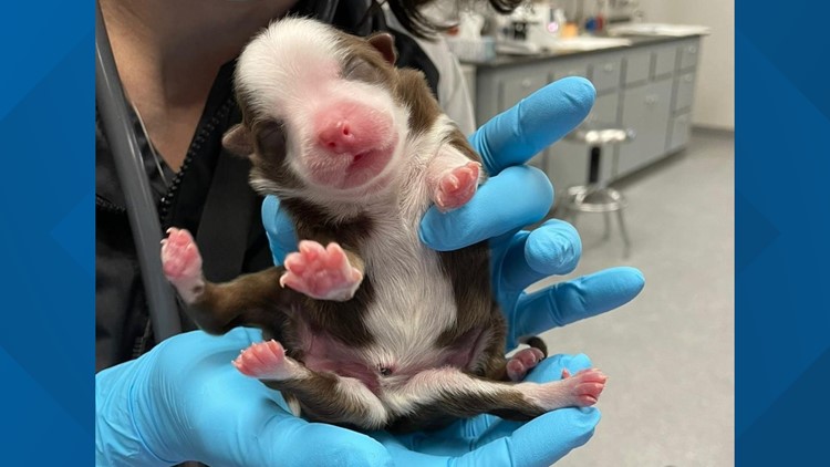 This is a miracle' | Puppy born with 6 legs at Oklahoma veterinary hospital  