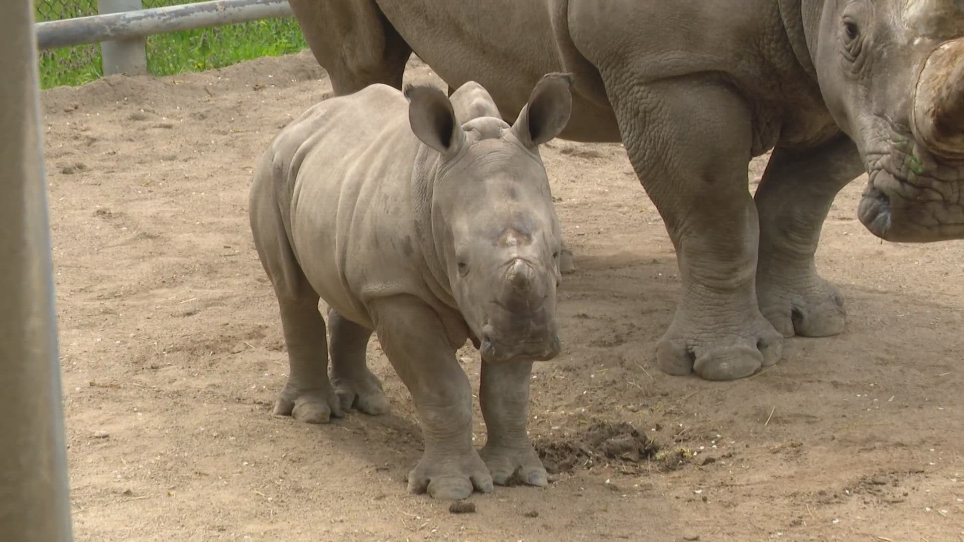 Baby Xola made her big debut alongside her mom Zen.