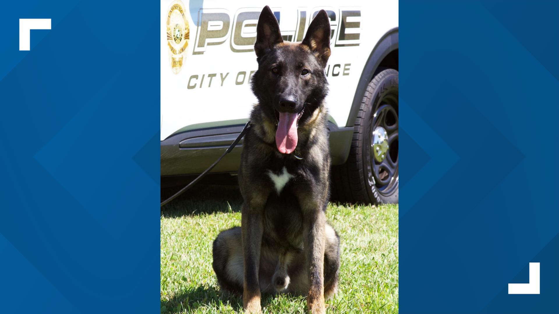 Lawrence Police Department mourns loss of K-9 officer | wthr.com