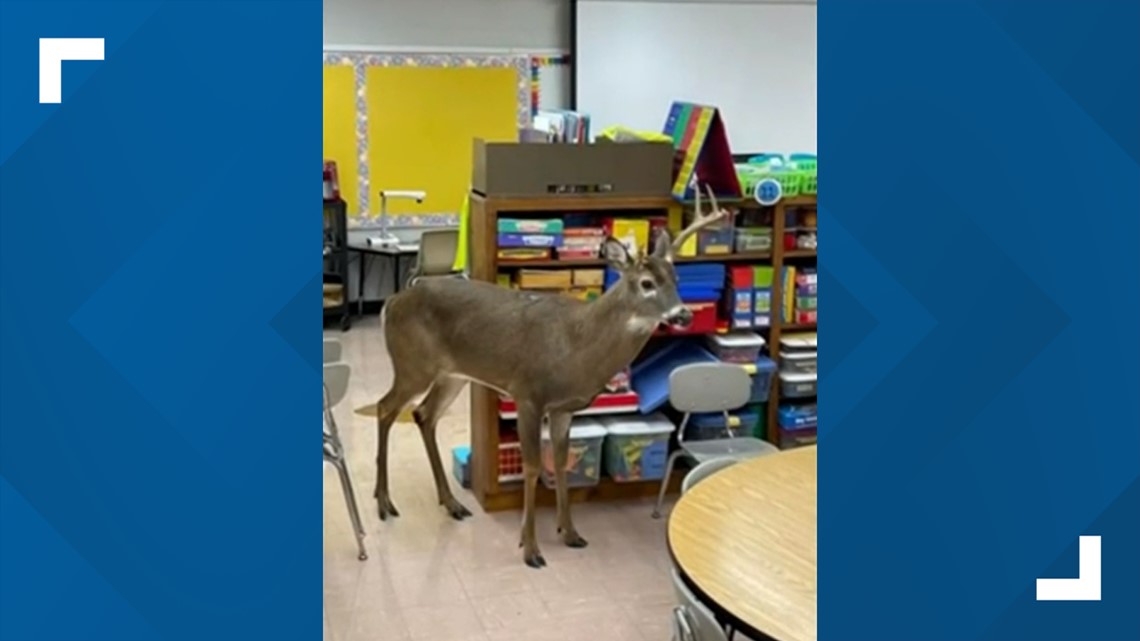 Buck breaks into Tennessee elementary school - Vimarsana News