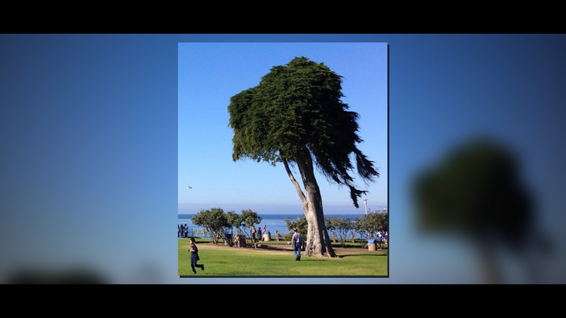 tree-that-inspired-the-lorax-falls-in-california-wthr