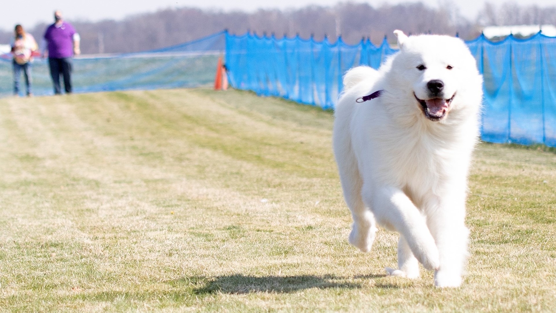 Indianapolis' own Buster to appear in Westminster Kennel Club Dog Show
