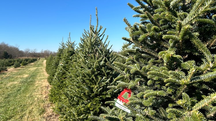 Real Christmas trees are expected to become more expensive in 2022