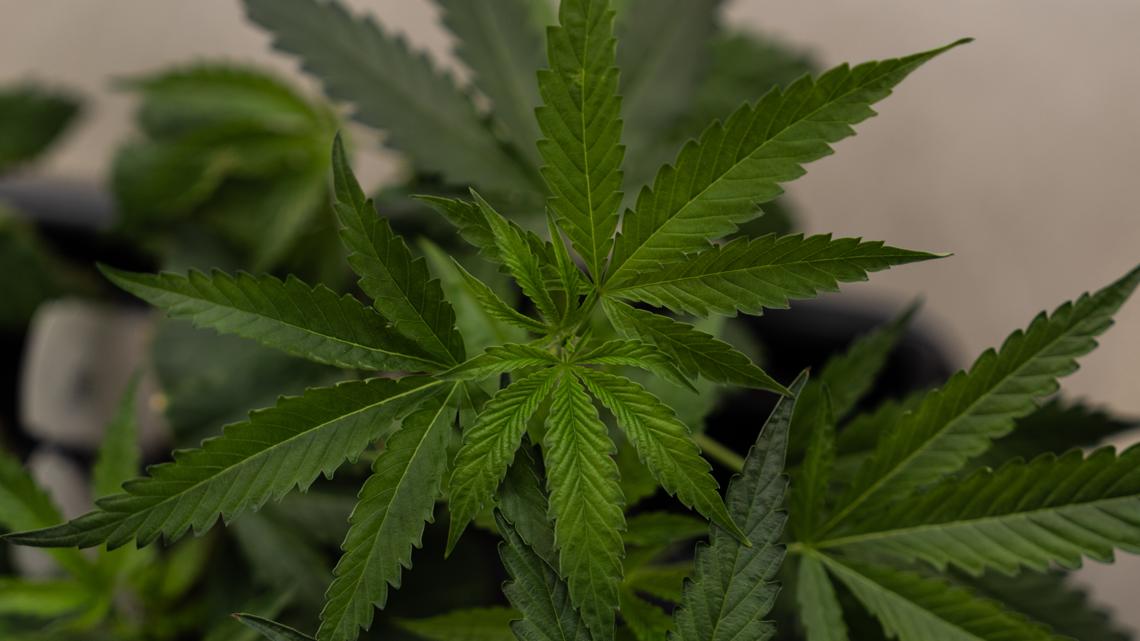 Indiana AG Todd Rokita wants to block federal marijuana shift