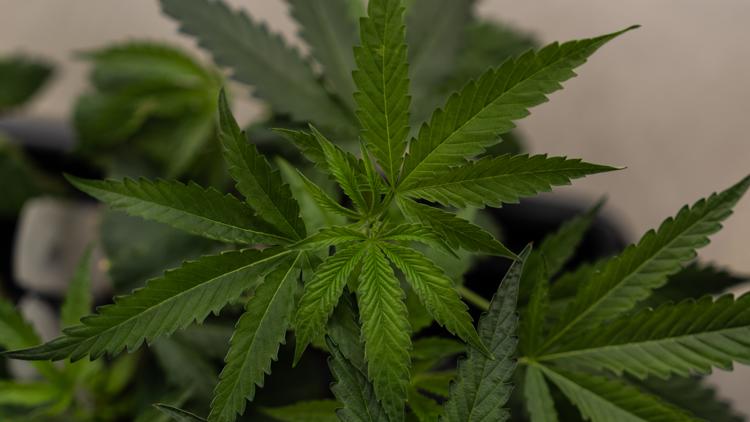 States put criminal justice, marijuana policies before voters in 2026