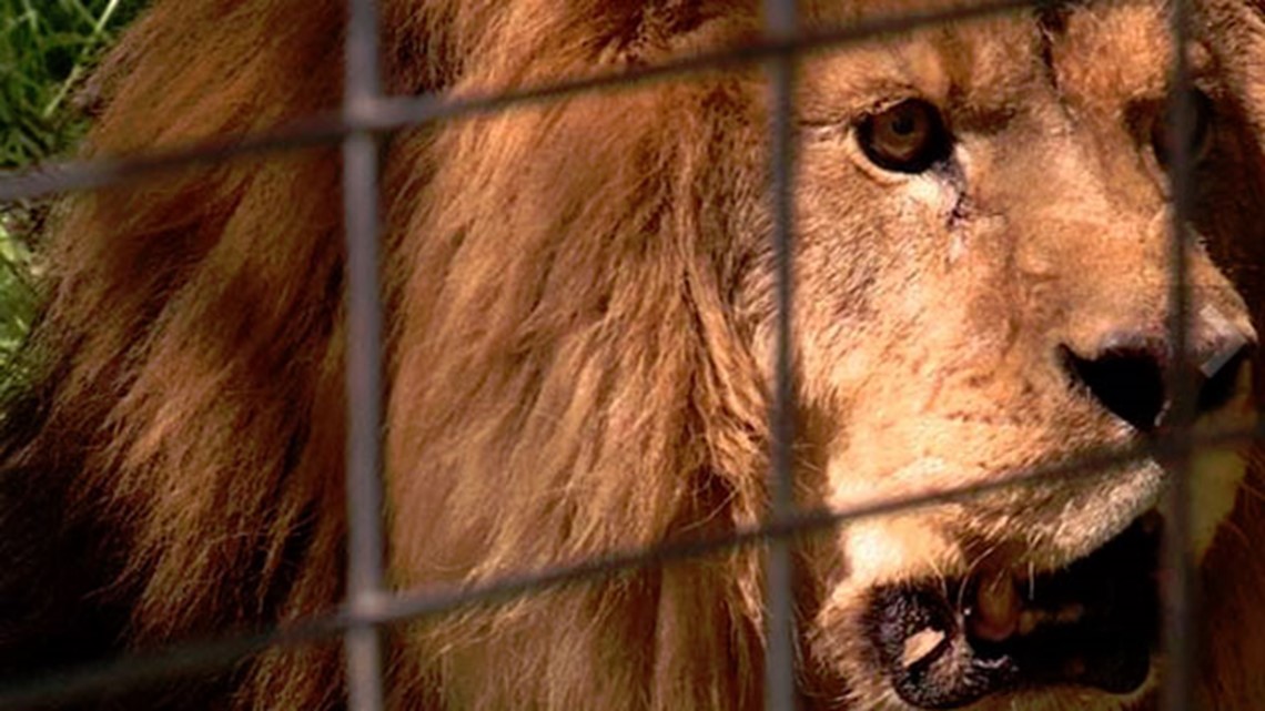 Indiana animal sanctuary gives exotic animals shelter, dignity 