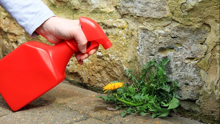 Queen of Free: Money-saving lawn and landscape hacks