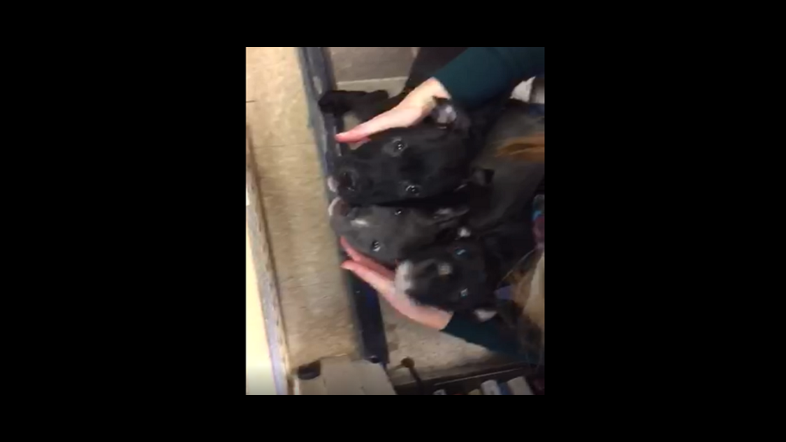 Adopt puppies from Hamilton County Humane Society