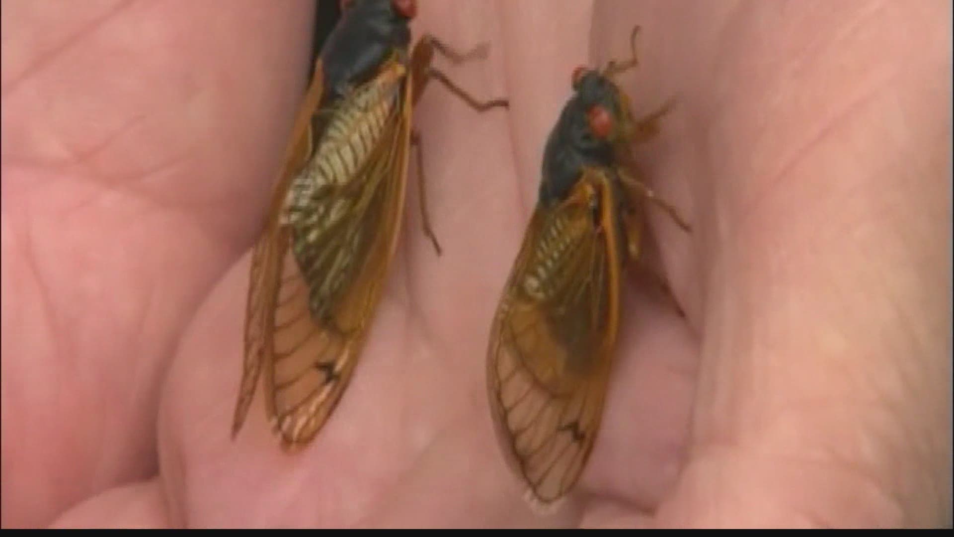 There's been a lot of talk recently about the invasion of "brood x cicadas" this year!