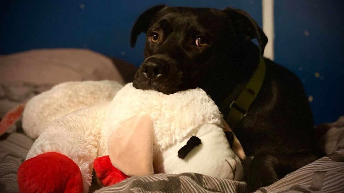 Pet Friendly Services provides resources for rescues statewide - Vimarsana News