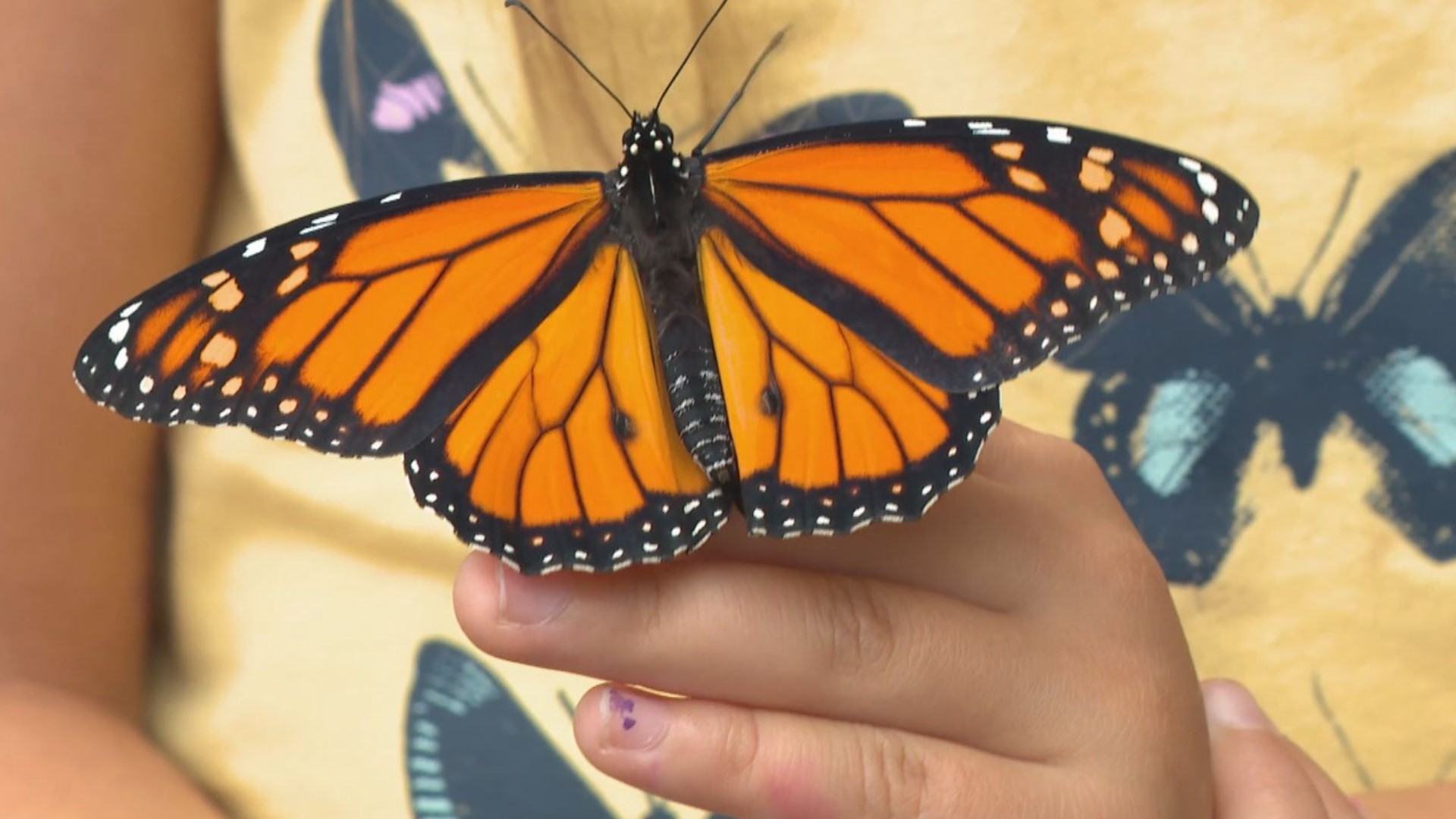 Cara Dever, Patricia Schuh and Liz Masur are spearheading a Lawrence neighborhood's new community monarch butterfly garden.