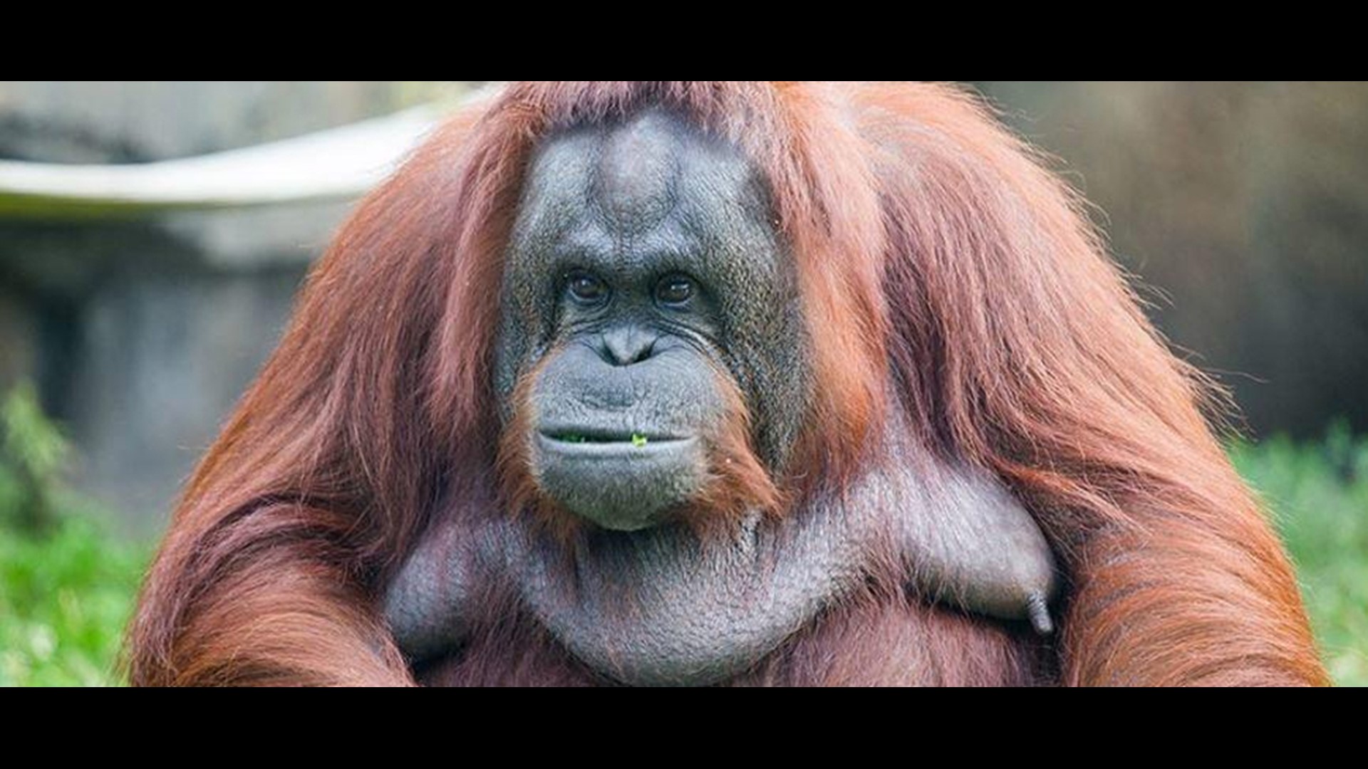 Orangutan bites Toledo Zoo volunteer, detaches her thumb