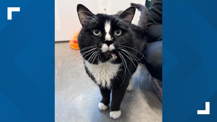 Abandoned cat found in backpack rescued by Fort Wayne Humane Society