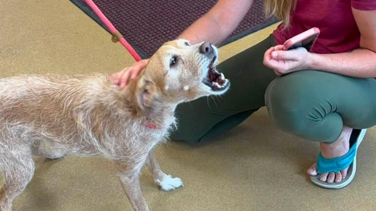 Read Owner reunites with her lost dog from 5 years ago at Hendricks County Animal Shelter