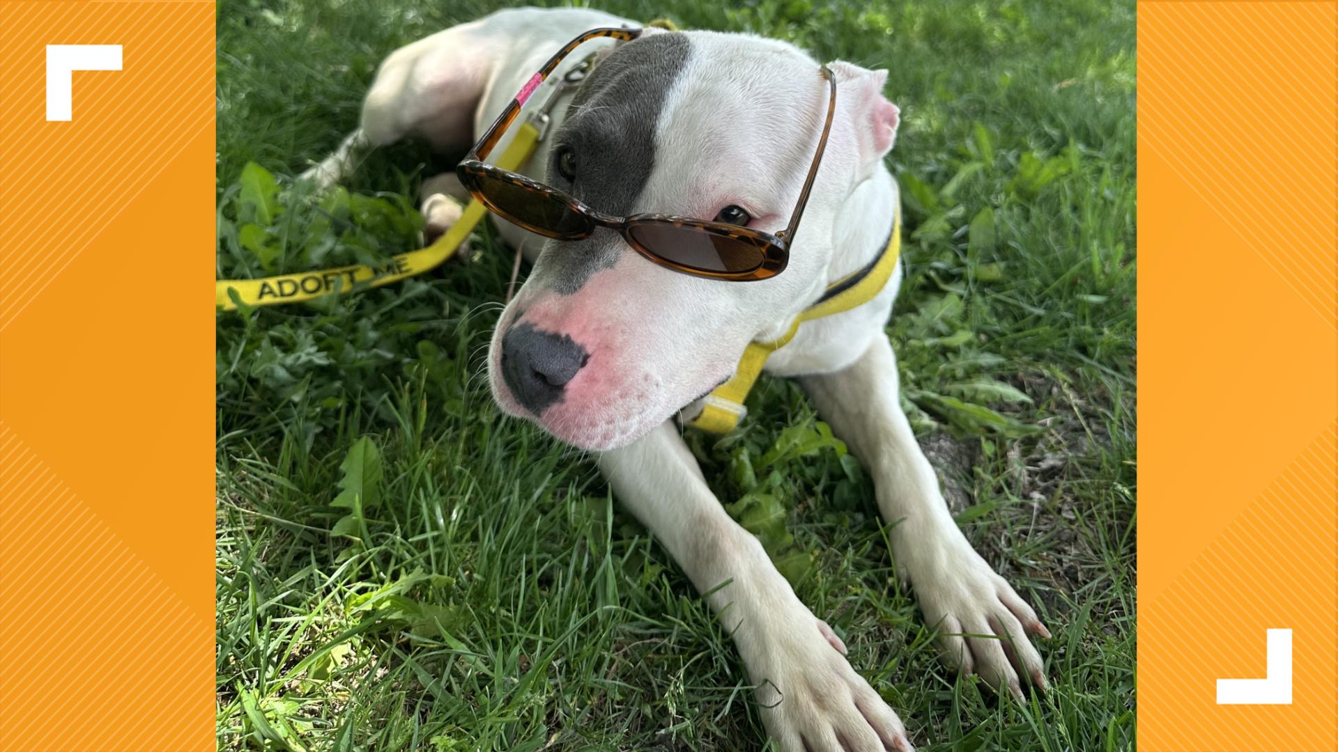 Indianapolis Animal Care Services is featuring five dogs looking for forever homes this week.