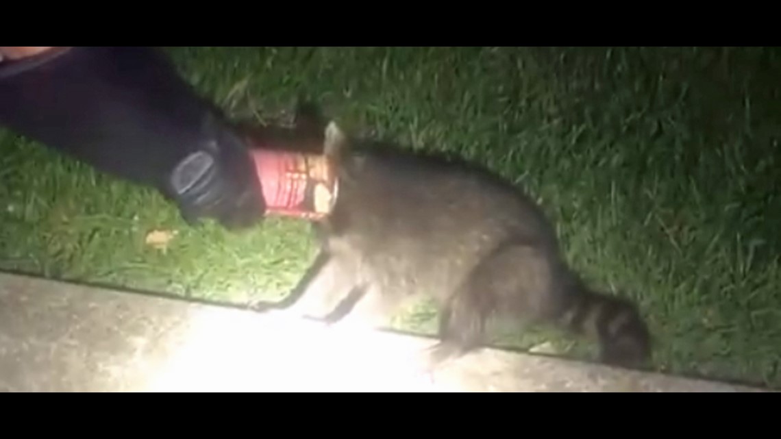 Noblesville officers come to the aid of raccoon in trouble wthr com
