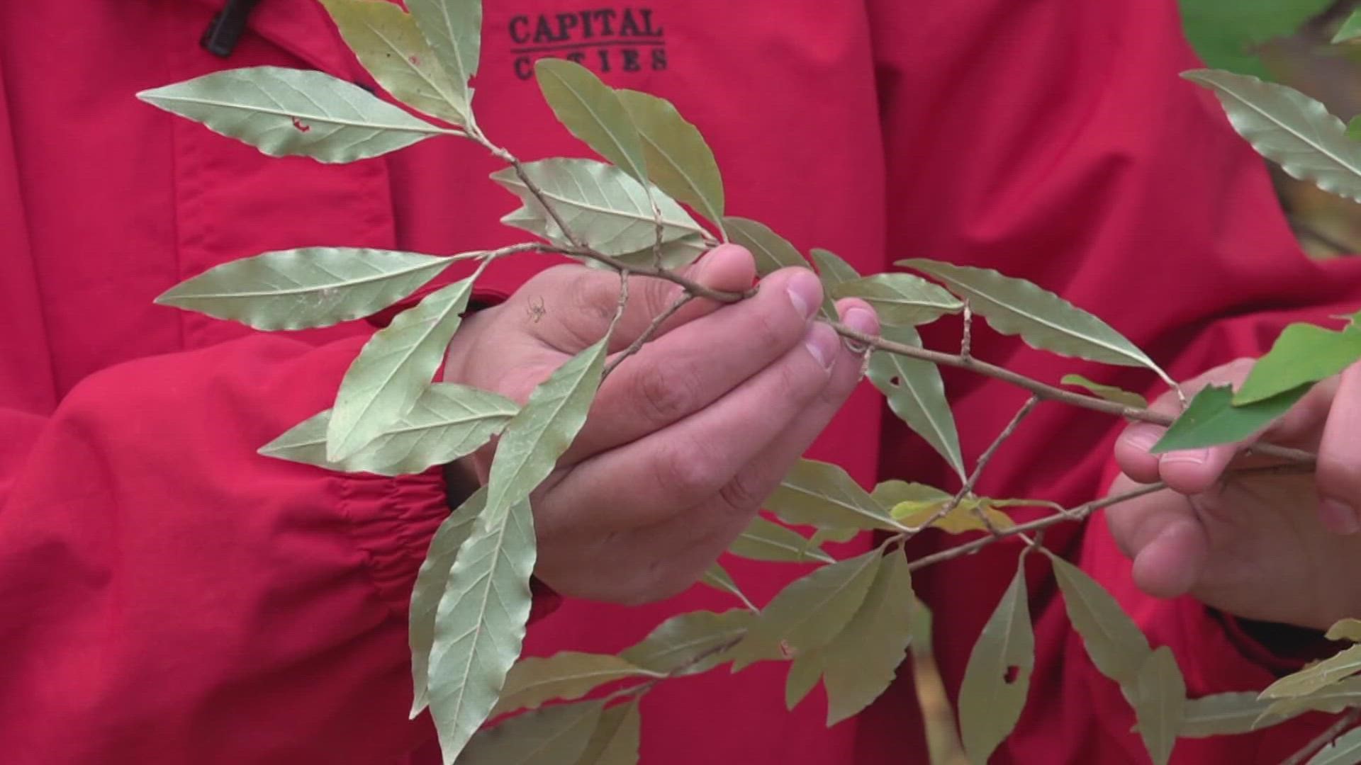 Fighting Invasive Plants Pt. 2