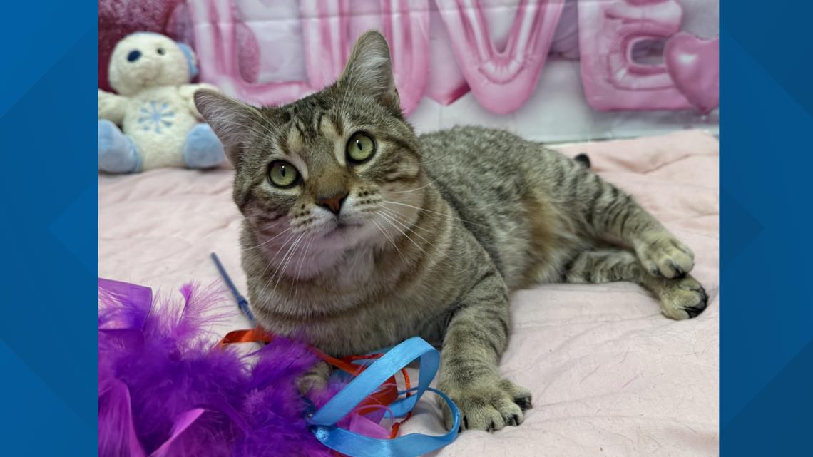 Pets of the Week: 1-31-2026