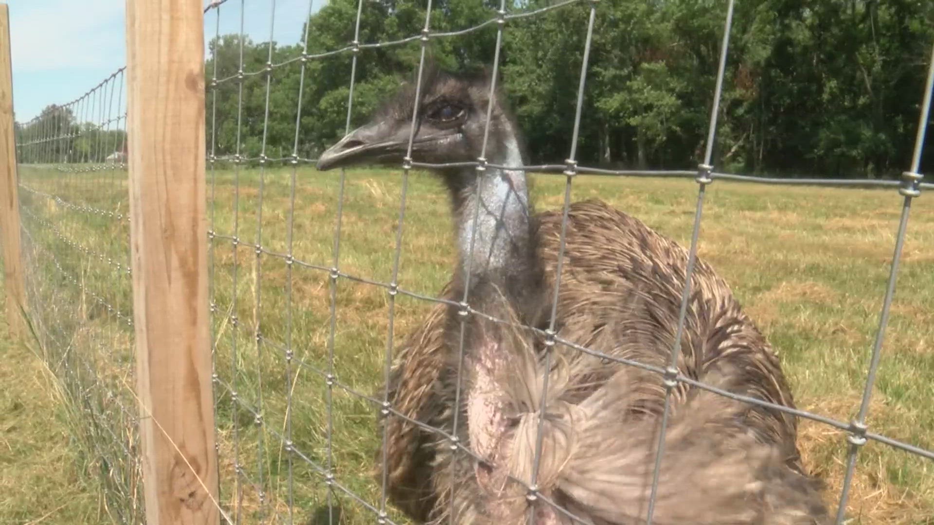 Rigby the emu became a local celebrity as he ran free around Greene County after escaping from his farm.