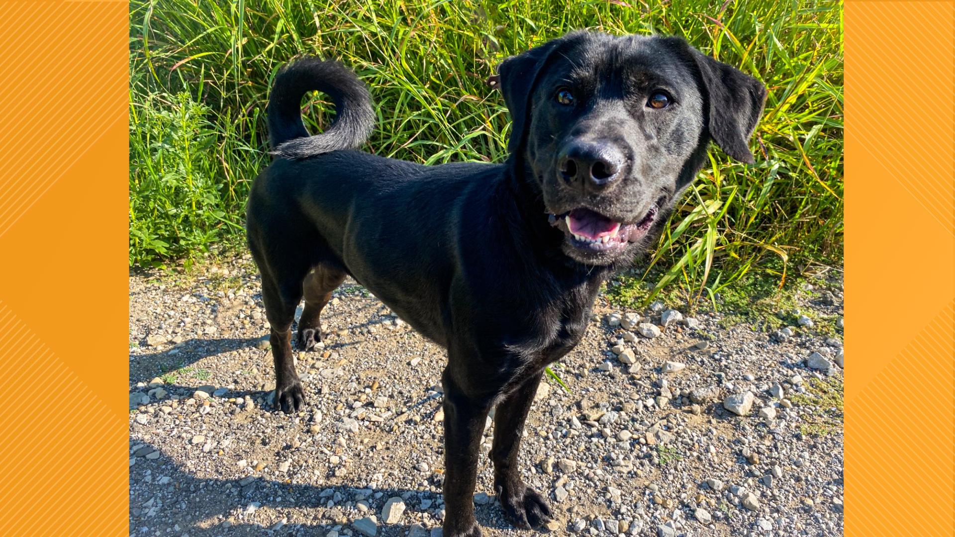 Morgan County Humane Society is featuring three dogs and one cat looking for forever homes this week.