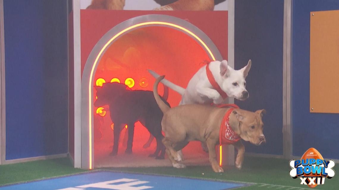 'Rufferee' Dan Schachner previews record-breaking 'Puppy Bowl XXII'