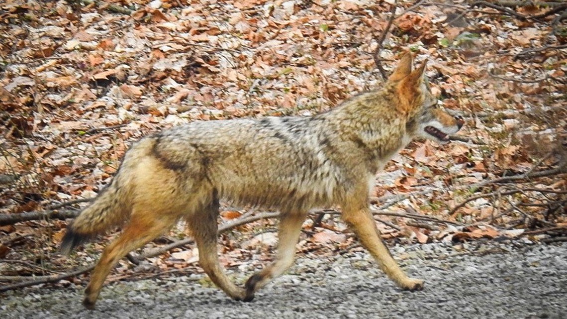 Extended Family or Strangers? Does the Coyote Community Extend Beyond the  Nuclear Family? Recordings from Jo | Coyote Yipps