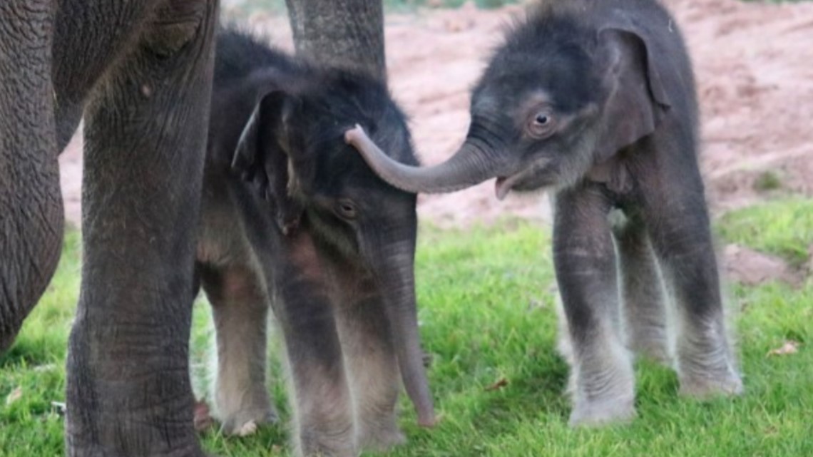 Those 'miracle' twin baby elephants at Syracuse zoo have grown into  650-pound toddlers 