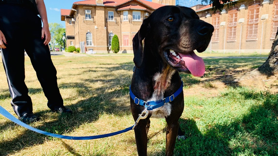 Former shelter dog helps Pendleton prison staff - Vimarsana News