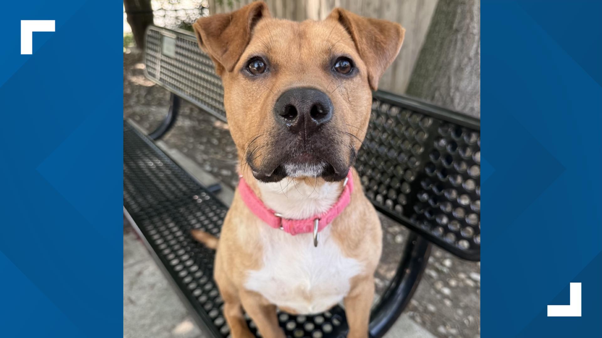 Pets of the Week: Oct. 17, 2026