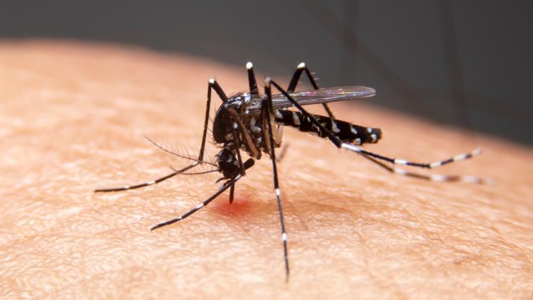 Mosquito group in central Indiana tests positive for West Nile Virus