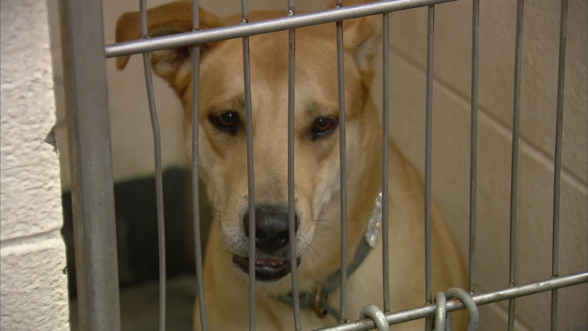 The shelter said they're at capacity and call their current situation "dire."