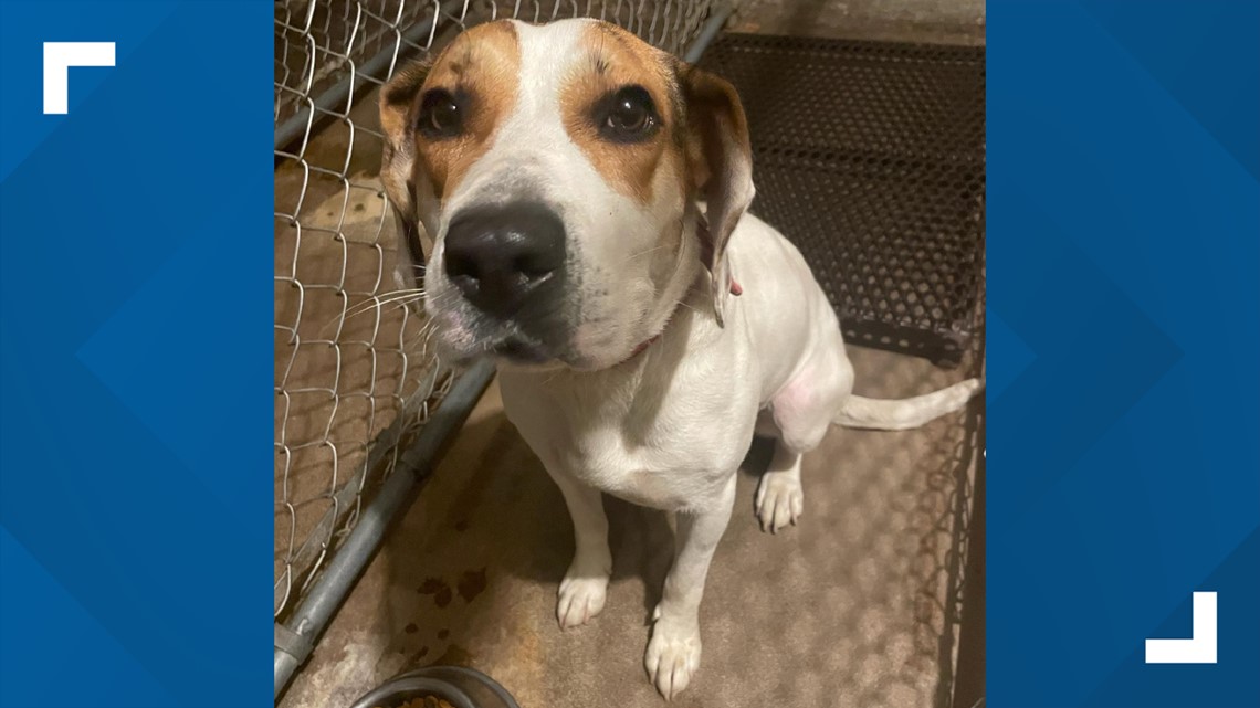 Dog with note asking for help jumps into officer's car ...