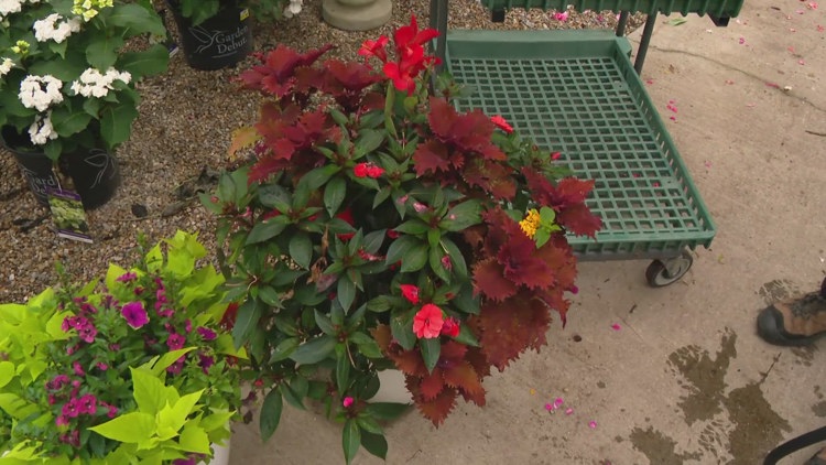 Pat Sullivan’s tips on how to take care of your plants