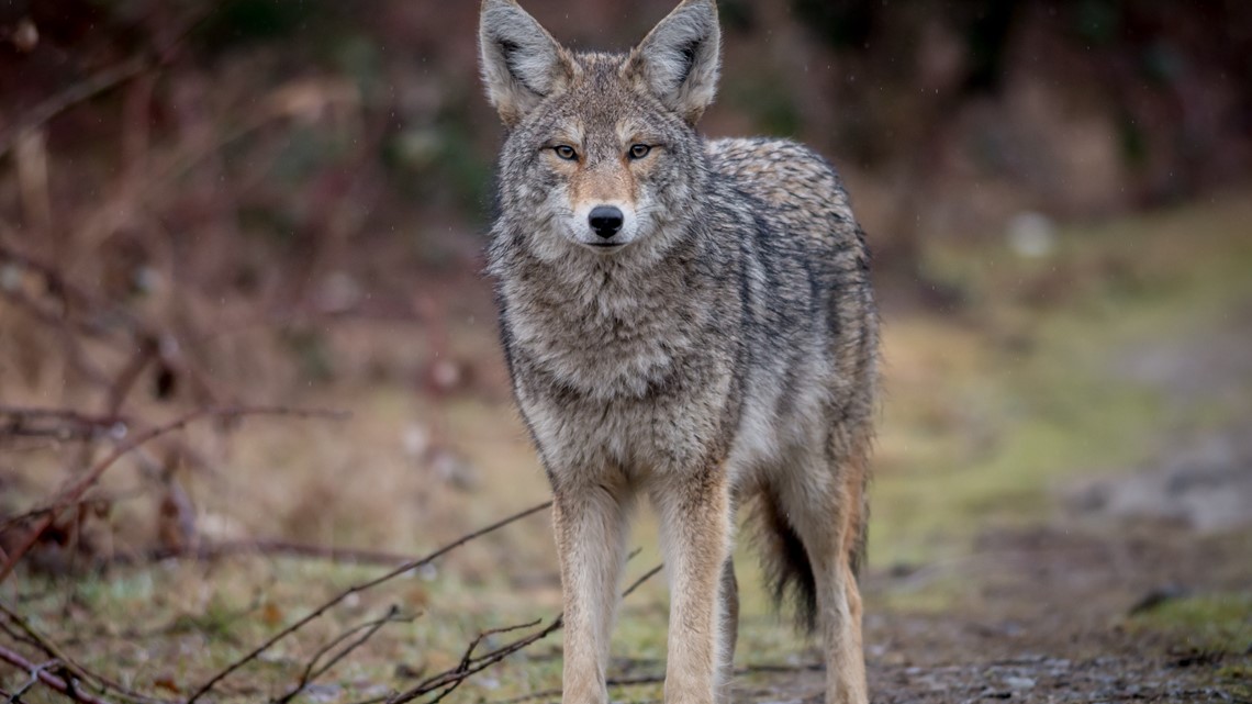 Central Iowa police department warns pet owners of coyote mating season, gives safety tips