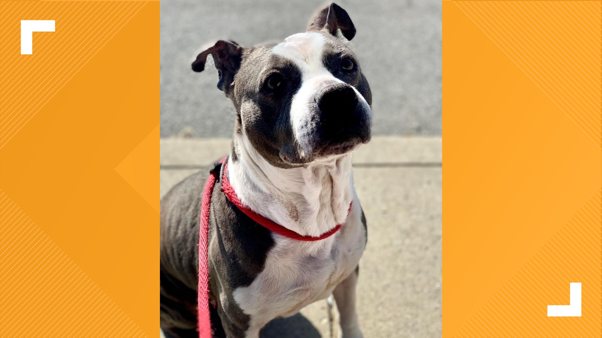 Taffy's Touch helping senior dogs live out life with love