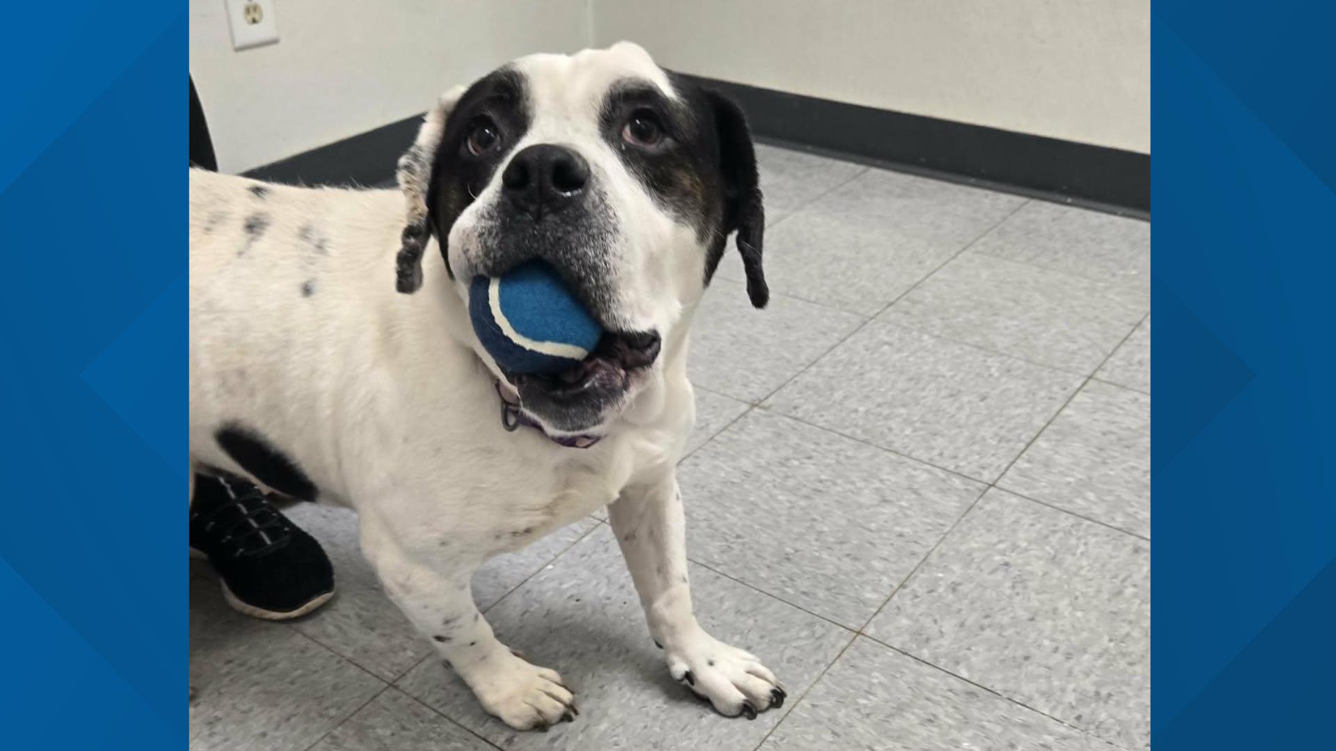 Pets of the Week: 2-28-2026 | wthr.com