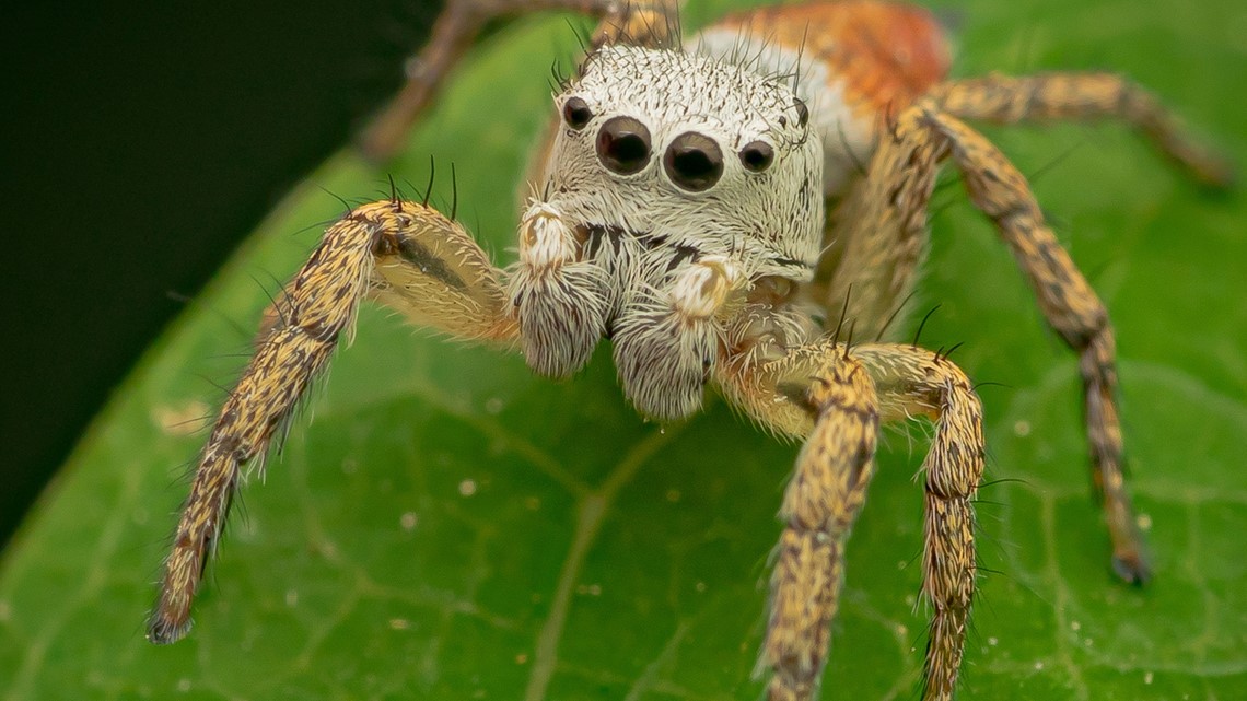 Paradise-jumping spider seen for the first time in Indiana