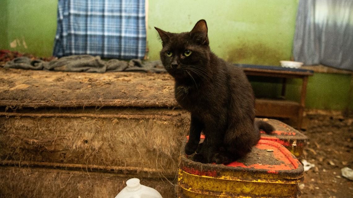 Dozens of cats rescued from 'severe neglect' in Muncie - Vimarsana News